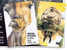  ??  ?? NECKS PLEASE Giraffe and, right, owl