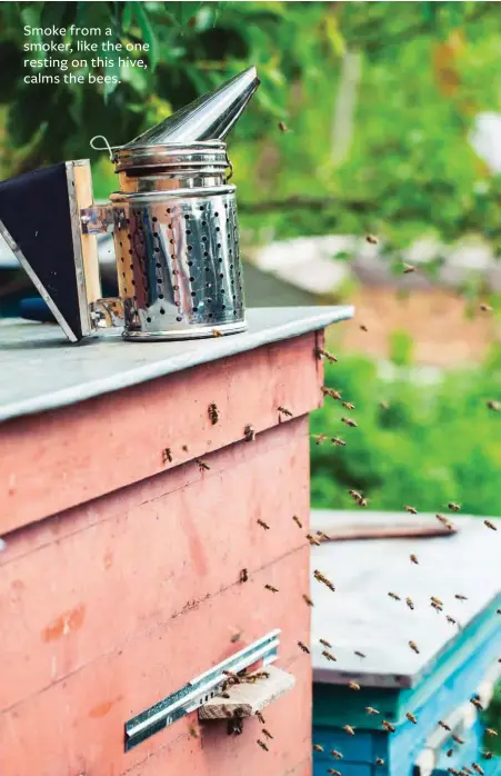  ??  ?? Smoke from a smoker, like the one resting on this hive, calms the bees.