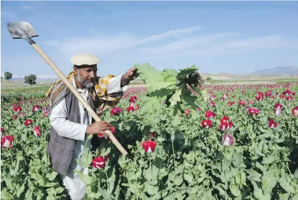  ??  ?? An Afghan farmer works in a poppy field on the outskirts of Jalalabad. Opium is a very good example of a substance that can be a poison or a remedy, depending on how much is taken, Joe Schwarcz writes. Its active principle, now called morphine, was...