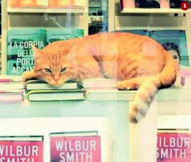  ??  ?? Le mille attività del gatto-icona:1 Rossini dorme in vetrina nella libreria del centro di Rovigo.2 Rossini in piazza durante una parata istituzion­ale 3 Rossini sul palco con Augias 4 In carcere