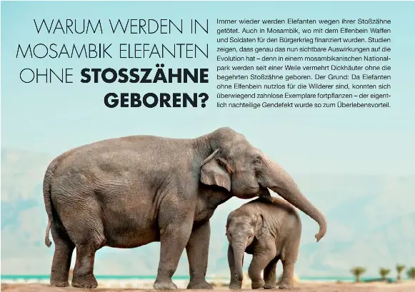 WARUM WERDEN IN MOSAMBIK ELEFANTEN OHNE STOSSZÄHNE GEBOREN? - PressReader