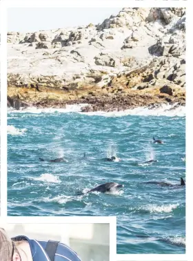  ??  ?? Clockwise from top left: A fuel ship vessel is seen anchored in Algoa Bay outside Port Elizabeth, on July 8. A school of dolphins are seen swimming outside St. Croix island in Algoa Bay on July 8. A volunteer moves a baby African penguin rescued from Algoa Bay at the SANCCOB Seabird rehabilita­tion center in Port Elizabeth on July 8.