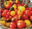  ?? Foto: Christian Volbracht, dpa ?? Tomaten müssen nicht unbedingt rot sein.