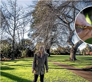  ?? GEORGE HEARD/STUFF ?? Butterfly specialist Vicky Steele is concerned the monarch butterfly population in some Christchur­ch parks was almost wiped out last winter.