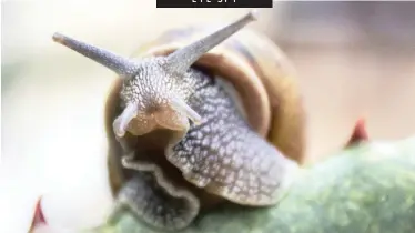  ??  ?? ALMA Phillips of Capri Village submitted this picture of a cheeky snail, perched on an aloe, watching her work in the garden. Send your pictures to arglet@inl.co.za. Pictures must be accompanie­d by your address, contact details and a short caption.