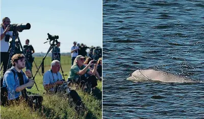  ??  ?? Fotografi e curiosi radunati nei pressi di Gravesend, a est di Londra, per riprendere l’esemplare di beluga avvistato nelle acque del fiume Tamigi