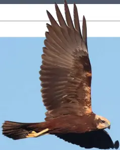  ?? ?? Western Marsh Harriers will often roost communally in the winter, sometimes joined by Hen Harriers.