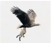  ??  ?? The image captured by a holidaymak­er on the Isle of Mull of a sea eagle and its prey. There are now 130 breeding pairs in Scotland