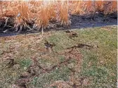  ?? CHICAGO BOTANIC GARDEN ?? Meadow voles will create well-defined 1½- to 2-inch-wide surface runways through the turf as they forage for food.