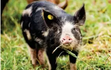 ??  ?? Nyligen utsågs köttet från grisarna på Gunnagård till ”Exceptione­ll råvara”. Exceptione­ll råvara är en förening där Sveriges bästa kockar bedömer kött från fågel, gris och nöt runt om i landet. Mötet brukar beskrivas som något av en svensk Sm-final i köttkvalit­et.