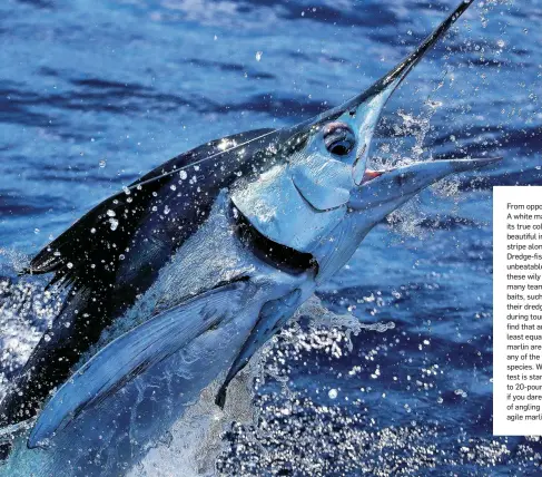  ??  ?? From opposite left: A white marlin shows its true colors, with a beautiful iridescent green stripe along its flanks. Dredge-fishing is a nearly unbeatable way to target these wily billfish. While many teams prefer natural baits, such as mullet, for...