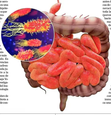  ??  ?? SALUD
Se estima que el 90% de las enfermedad­es puede estar vinculada con el intestino y la microbiota.