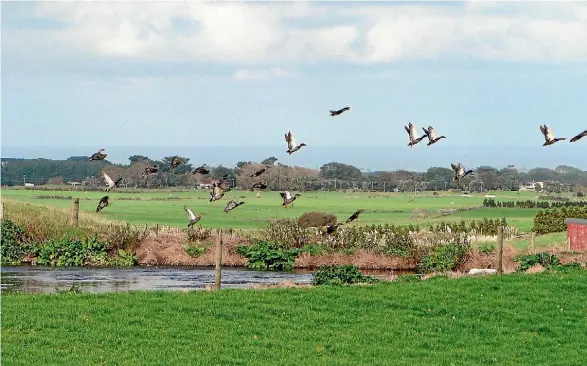  ??  ?? A good breeding season means that many ponds are holding good numbers of ducks.