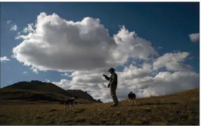  ?? (The New York Times/William Woody) ?? Ricardo Mendoza and his herding dogs, Lacey and Rayo, keep watch on a herd of 1,700 sheep in August in a high altitude basin of the San Juan Mountains in western Colorado. “You live in complete solitude, just you, your animals and your thoughts,” Mendoza says.