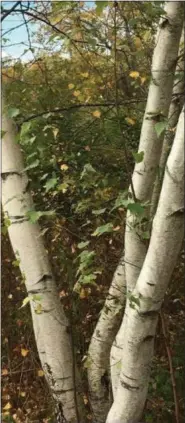  ?? SUBMITTED PHOTO ?? A stately white birch tree marks the path on a Vermont walking trail.
