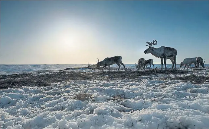  ?? ANADOLU AGENCY / GETTY ?? Un grup de rens en una zona sotmesa a la fosa del gel situada a Iamàlia-Nenétsia, a Rússia