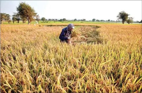  ?? VIREAK MAI ?? A farmer harvests rice crop in a paddy field in Phnom Penh’s Russey Keo district in 2015.