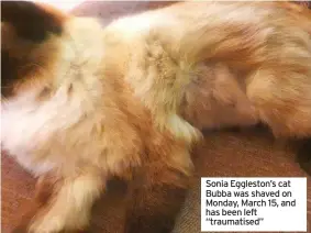  ??  ?? Sonia Eggleston’s cat Bubba was shaved on Monday, March 15, and has been left “traumatise­d”