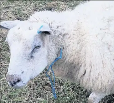  ??  ?? A pregnant shee had twine tied around its neck. Picture: Market Bosworth police