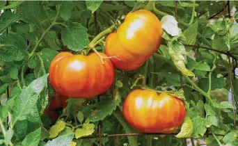  ?? Houston Chronicle file ?? Harris County Master Gardeners will present an online lecture on fall vegetable gardening this month.