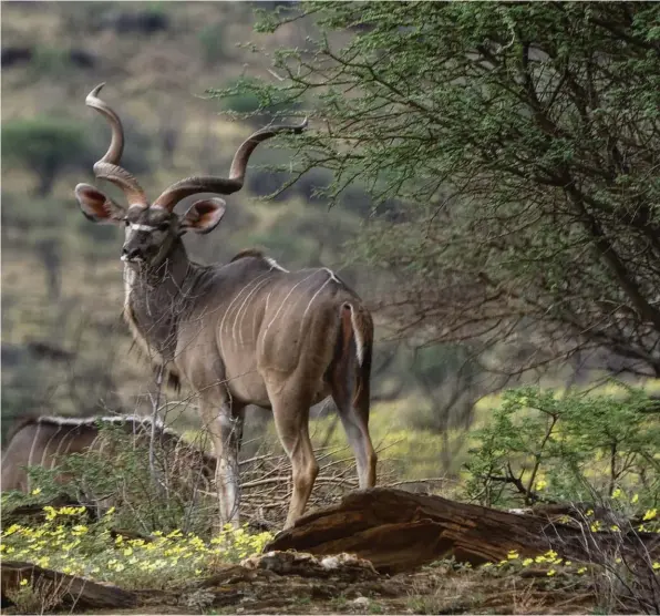  ??  ?? Parmi les animaux emblématiq­ues de l’Afrique australe, le grand koudou est l’un des tout premiers gibiers que le chasseur vient récolter en Namibie.