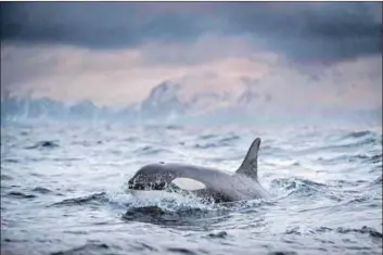  ??  ?? Poison: PCBs become increasing­ly concentrat­ed as they move up the food chain, leading to the death of orcas in oceans off industrial­ised countries. Photo: George Karbus Photograph­y
