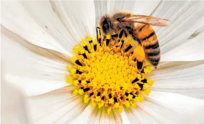  ?? Photo / Revati Vispute (ApiNZ Photo Competitio­n 2022 Supreme Award winner) ?? A bee carries pollen in a pollen basket on its rear leg. As well as collecting pollen for their hive, bees pollinate plants as they move from flower to flower. An estimated one in every three mouthfuls of food we eat is the result of this pollinatio­n.