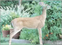  ?? Submitted Photo ?? Gardens are constantly under seige by destructiv­e insects, diseases and animals. One of the easiest ways to reduce the risk of deer ruining the landscape is to use deer-resistant plants.