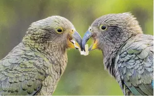  ??  ?? Human, Over 15 and all ages winner: Paul Sorrell, Juvenile keas tussling over cigarette, Hollyford Valley, Fiordland.