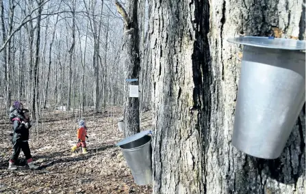  ?? CLIFFORD SKARSTEDT/THE EXAMINER ?? Tapping maple trees to make fresh maple syrup is only the beginning of the flavour and fun, writes Chef Brian Henry, who has a recipe for a treat made using Maple Cheddar Cheese from an
Ontario cheese company.