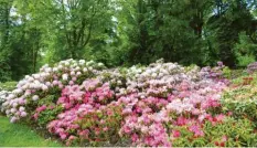  ?? Foto: Roland Wiedenmann ?? In vielen Farbtönen leuchten dem Besucher derzeit die Rhododendr­en im Oettinger Hofgarten entgegen.