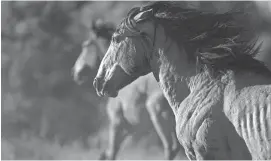  ?? PAT SHANNAHAN/THE REPUBLIC ?? A wild horse runs on U.S. Forest Service land near the Mogollon Rim in Arizona.