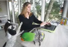  ?? ?? Piper, left, gets the attention of Taylor Barclay as she works on her computer with her eclectus parrot, Duke, keeping her company at their home in Chattanoog­a on Thursday.