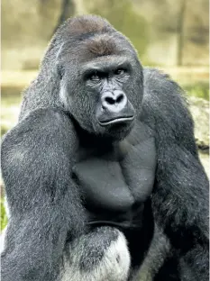  ?? ASSOCIATED PRESS/FILES ?? Harambe, a western lowland gorilla, was fatally shot May 28 to protect a 3-year-old boy who had entered its exhibit.