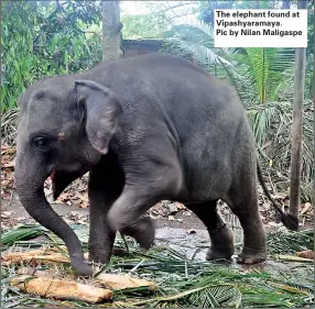  ??  ?? The elephant found at Vipashyara­maya. Pic by Nilan Maligaspe