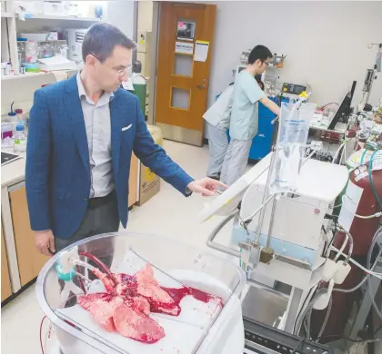  ?? SHAUGHN BUTTS ?? Dr. Darren Freed monitors his prototype machine designed to keep human organs alive and viable for transplant longer than current methods. This test is being conducted using swine lungs. He has also tested the machine on sets of human lungs deemed unsuitable for transplant.