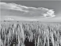  ?? [PROVIDED/OKLAHOMA WHEAT COMMISSION] ?? Wheat is pictured growing near Okarche earlier this week.