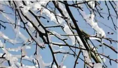  ??  ?? Icicles on cherry trees in Fairy Mountain.