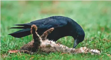  ??  ?? Above: a carrion crow feeding on a dead rabbit; crows, however, pose a big threat to breeding birds