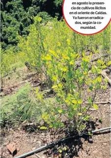  ?? FOTO /Q’HUBO ?? Evitar que reaparezca­n los cultivos de coca es una prioridad en seguridad para el nuevo Gobierno de Caldas.