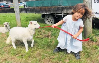  ?? Photo / Peter de Graaf ?? Three-yearold Valhalla Horsford, from Maromaku, leads a reluctant pet lamb named Sparklefac­e to the ring.