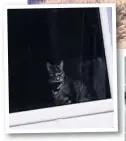  ??  ?? Katrina O’Sullivan’s cat Chief, main picture, was spotted in a window, above; Jackie Kelly’s cat Alfie back home, right