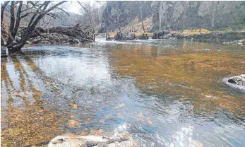  ?? FOTO: SCHWÄBISCH­E ZEITUNG ?? Im Vordergrun­d lädt die alte Steinfurt zur Überquerun­g der Donau ein, im Hintergrun­d steht der Jägerhauss­teg, blockiert von Treinbholz und Geäst und verwehrt Wanderern die Passage.