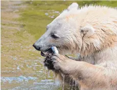  ?? FOTO: DPA ?? Die Mischlings­bärin Tips zu Lebzeiten bei der Fischmahlz­eit.