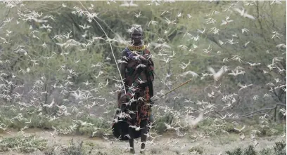  ?? Picture: Reuters ?? SWARMED. A woman from the Turkana tribe walks through a swarm of desert locusts at the village of Lorengippi, near the town of Lodwar Turkana county in Kenya.