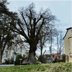  ?? Foto: Michael Lindner/Stadt Günzburg ?? Die etwa 180 Jahre alte Linde am Scherisber­g weist massive Schäden auf und muss gefällt werden.