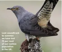  ??  ?? Lost soundtrack to summer: we have lost 75 per cent of our cuckoo population in the UK.