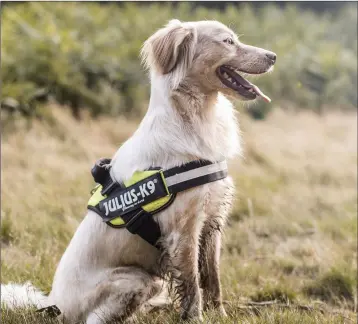  ??  ?? Harnesses are a kinder, better way of restrainin­g dogs