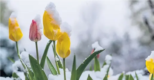  ??  ?? ● Tulips bursting through the winter snow