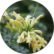  ?? PICTURE: LUKAS OTTO ?? Cape honeysuckl­e ( Tecoma capensis) makes a vibrant hedging plant or screen.